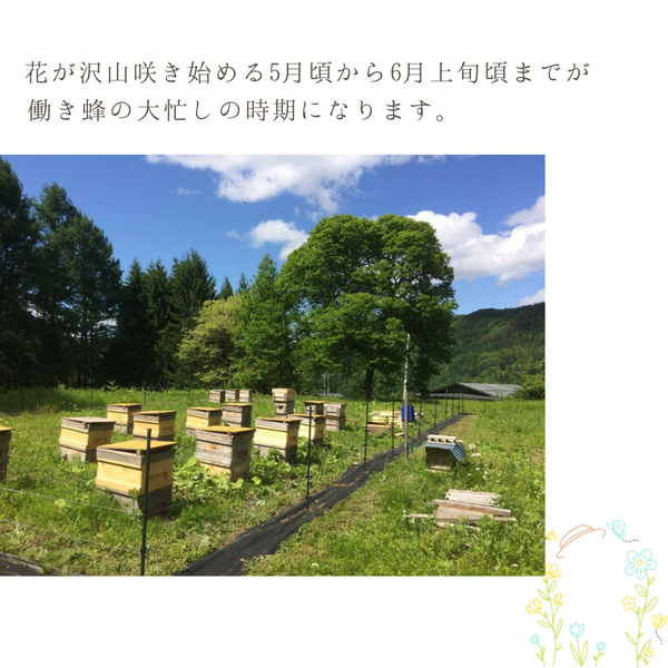 長野県安曇野の純粋非加熱はちみつ【百花蜜】