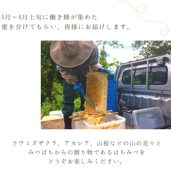 長野県安曇野の純粋非加熱はちみつ【フジ】